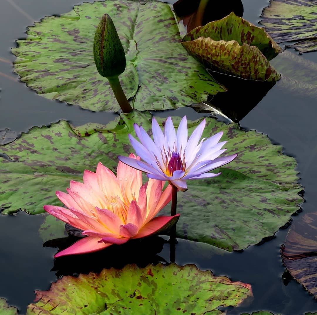 a couple of pink flowers in a pond
